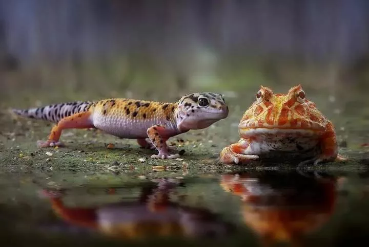 Meet Yan Hidayat, The Indonesian Photographer Who Takes Captivating Photos Of Small Reptiles (New Pics)