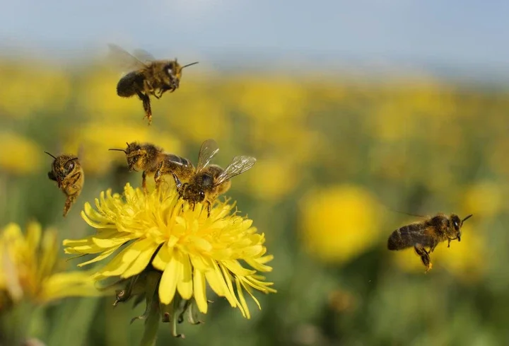 Bees: Teamwork makes the dream work.