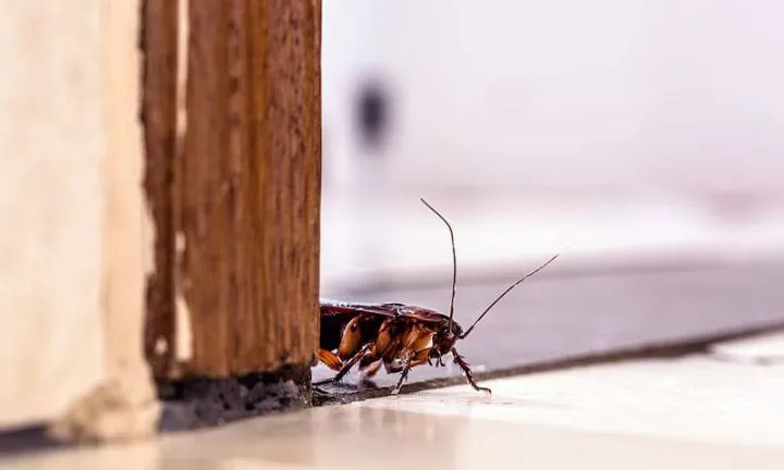 These 5 things in your room might be attracting cockroaches
