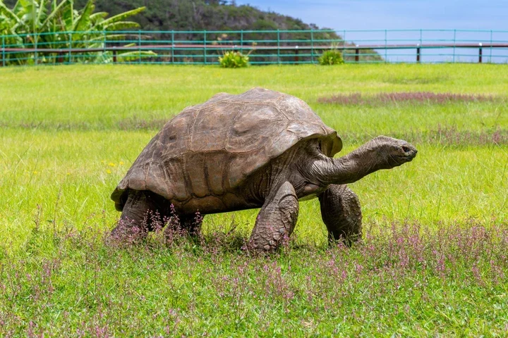 Image may contain Animal Reptile Sea Life Tortoise Turtle Grass and Plant