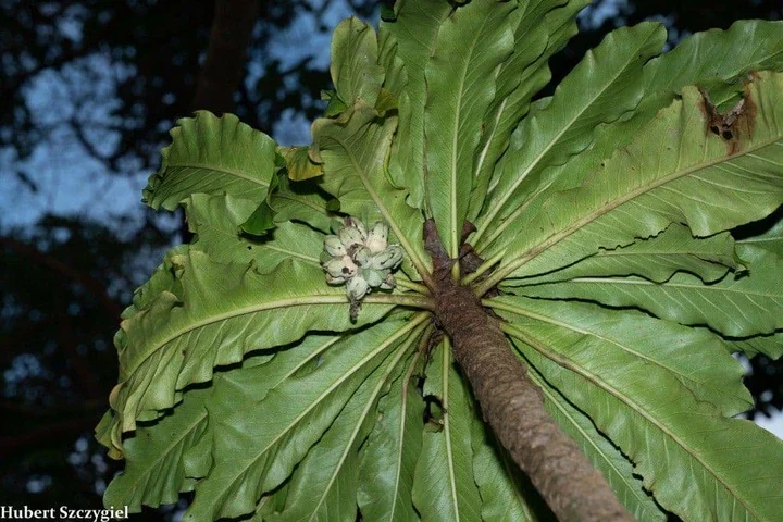 5 fascinating trees that have gone extinct