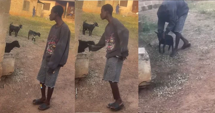 "Help me find this boy for this December" - Netizens react as boy "professionally" catches goat by its neck (WATCH)