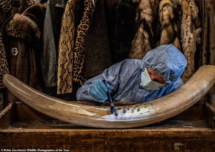 This powerful image of a London Metropolitan police officer 'dusting a confiscated tusk for prints' was captured by German/UK photographer Britta Jaschinski at London's Heathrow Airport. It wins the Photojournalism award. NHM says: 'Newly developed magnetic powder allows experts to obtain fingerprints from ivory up to 28 days after it was touched, increasing the chances of identifying those involved in its illegal trade'