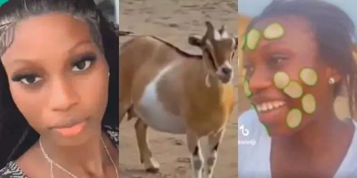 Lady shows how she chased landlord's goat in public for eating her loaf of bread