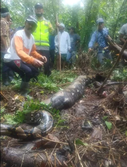 Grandmother eaten alive by python when she went to collect rubber from a plantation