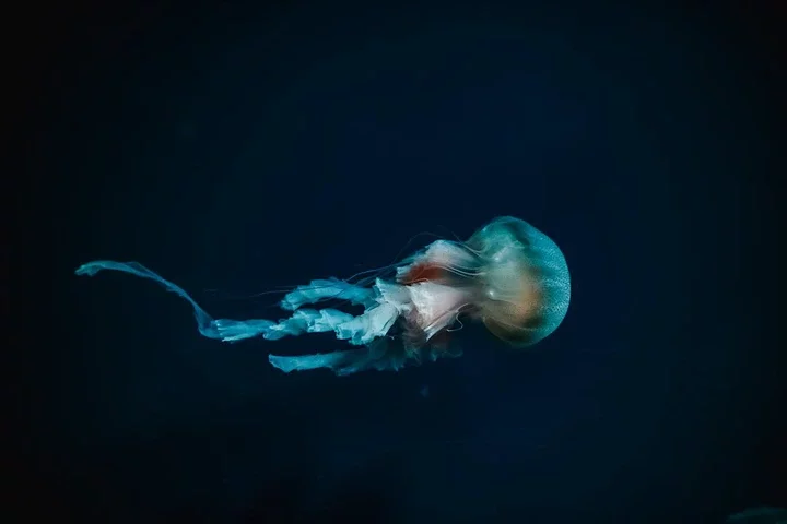 More than 99% of the Deep Sea Still Remains a Mystery