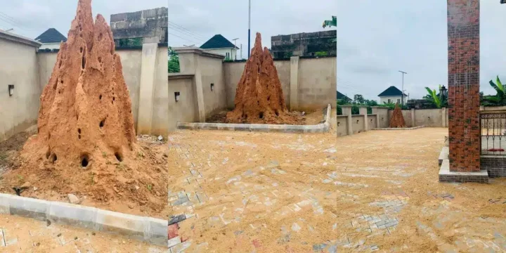 Mixed reactions as man preserves anthill in his compound, shares why