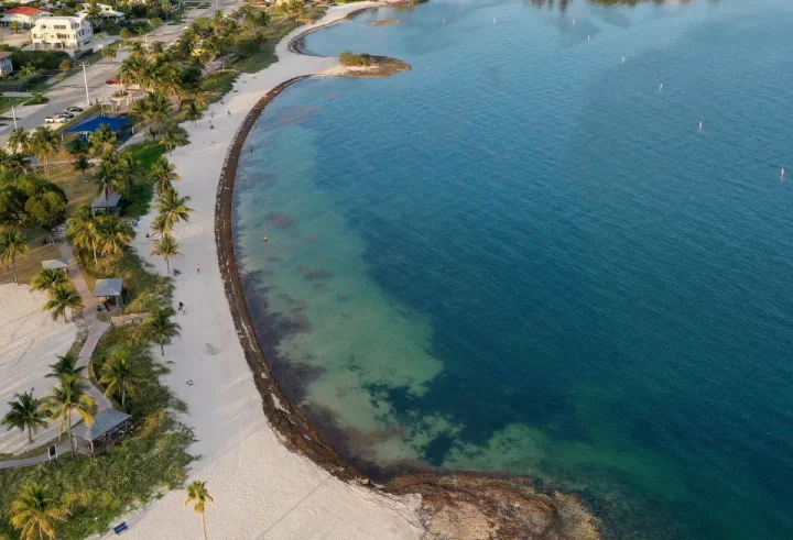 Aerial view of sargassum seaweed on a Key West beach.