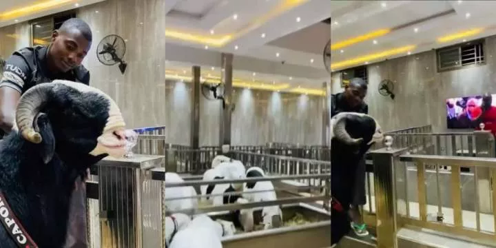 "Something wey go still enter pot" - Reactions trail video of luxurious house where goats and rams are raised
