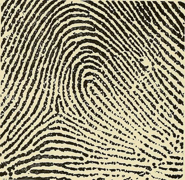 8 Different Types of Fingerprints