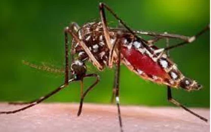 Dengue fever has no known cure; proceed with caution - NCDC