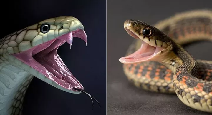 How to tell the difference between poisonous and non-poisonous snakes