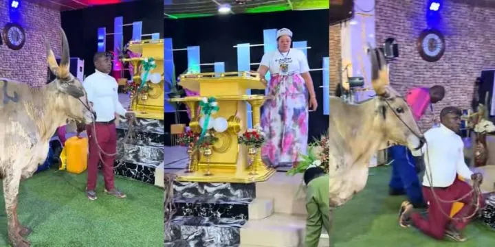 Man offers cow in church to appreciate God's wonders