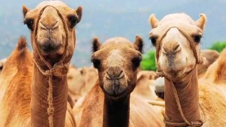 Camels 