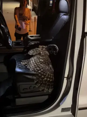 'What sign is this? - Man shares video of strange creature found in his car