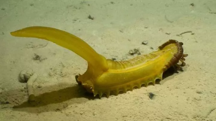 10 newly discovered ocean creatures revealed by scientists