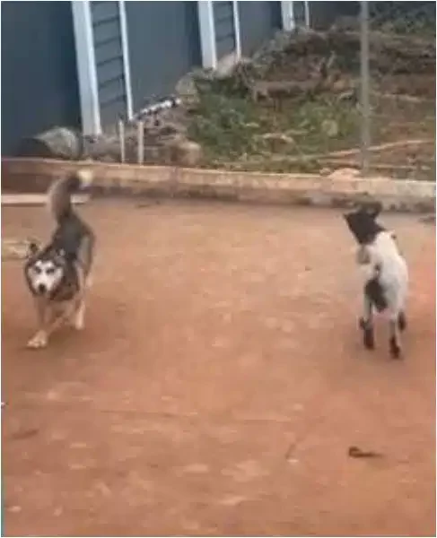 'Goat stays with dog 2 months, character don change' - Man shows goat jumping excitedly