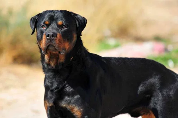 Rottweiler 