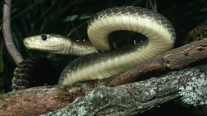 32 of the most venomous animals in the world