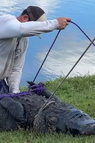 The alligator was captured