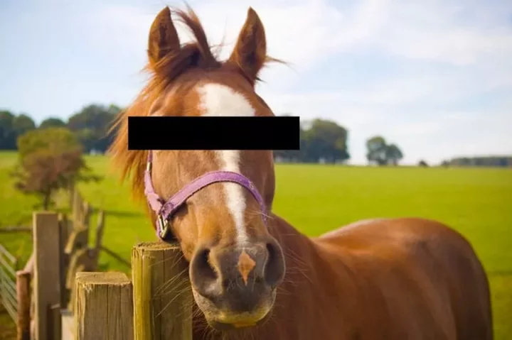 "I love them" - Teenager caught inserting his hands into horse's anus tells man who stopped him