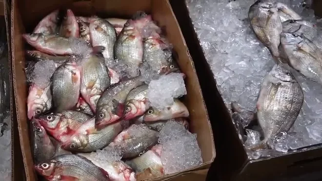 Nigerian woman shows mysterious stuff she found inside fish she purchased at market