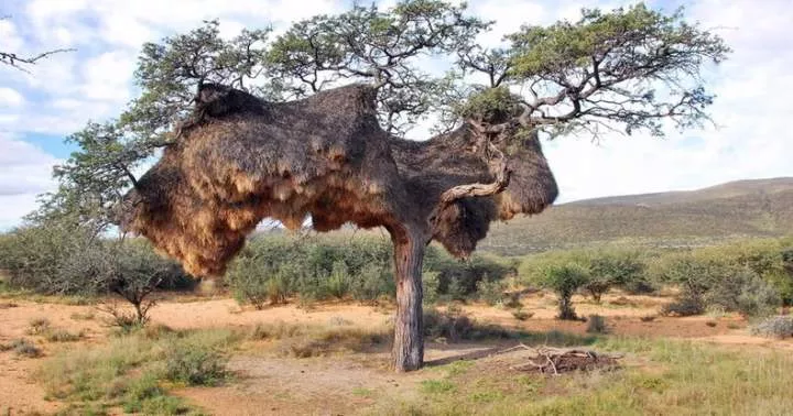 10 impressive structures built by animals in the wild