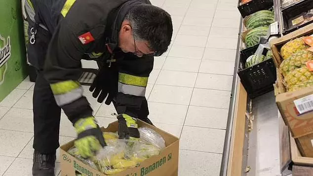 Supermarket in Austria is evacuated after banana-loving spider capable of causing permanent erections in men was spotted