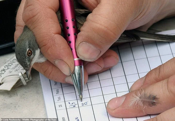 This quirky image of a common whitethroat in Poland being held by a bird ringer was taken by Polish photographer Liwia Pawlowska, who hopes her photograph 'helps others get to know this topic better'. NHM says: 'Volunteers can assist trained staff at bird-ringing sessions, where a bird's length, sex, condition and age are recorded. Data collected helps scientists to monitor populations and track migratory patterns, aiding conservation efforts.' The photo is this year's winner of the Impact Award