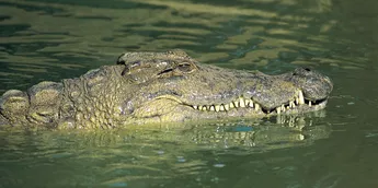 Do crocodiles and alligators age and die?[brittianica]