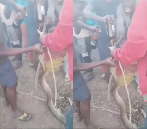 Video of drunk men forcing python to drink alcohol sparks police investigation
