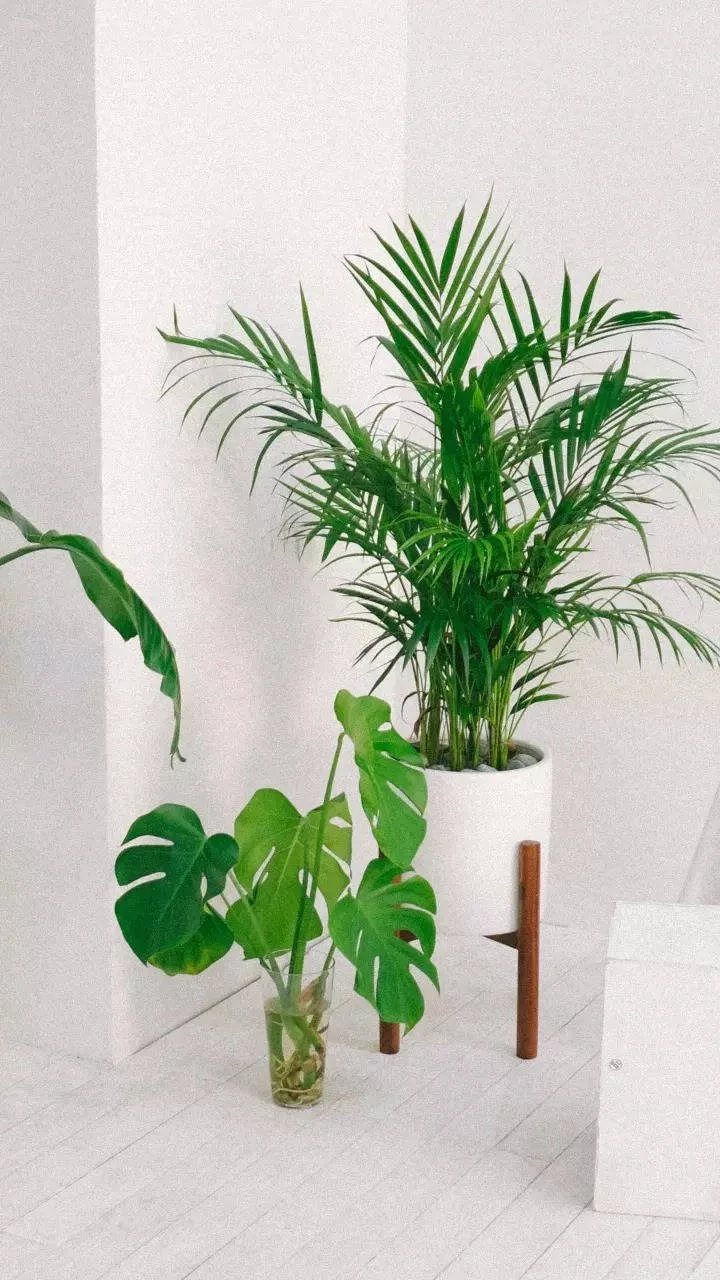 10 plants that are powerful air cleaners
