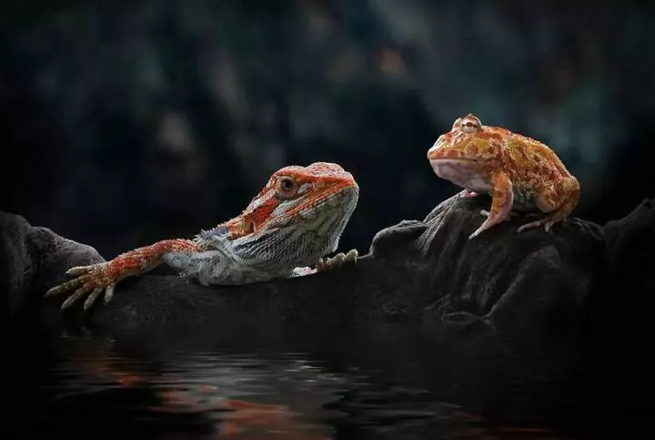 Meet Yan Hidayat, The Indonesian Photographer Who Takes Captivating Photos Of Small Reptiles (New Pics)