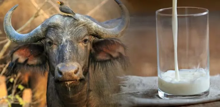 7 exotic animal milk you didn't know people could drink