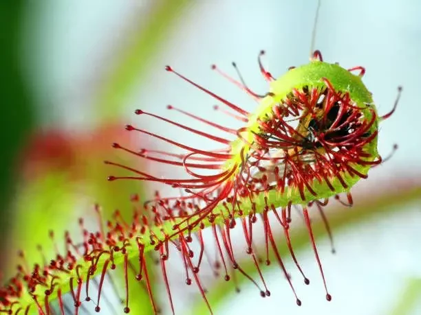 5 carnivorous plants that prey on other animals