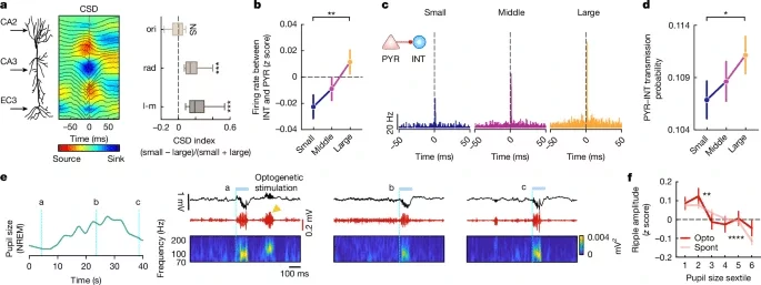 Distinct input and local circuit properties in small-pupil and large-pupil substates. (CREDIT: Azahara Oliva)