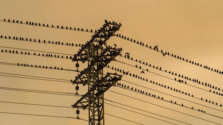 Why don't birds get electrocuted on wires? Why don't birds get electrocuted on wires?