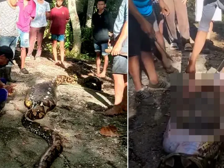 Missing grandfather found dead inside 28ft python after being crushed and eaten Missing grandfather found dead inside 28ft python after being crushed and eaten