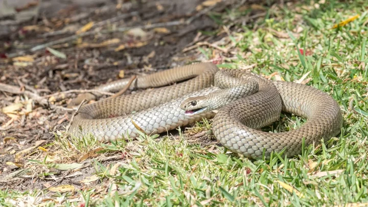 32 of the most venomous animals in the world