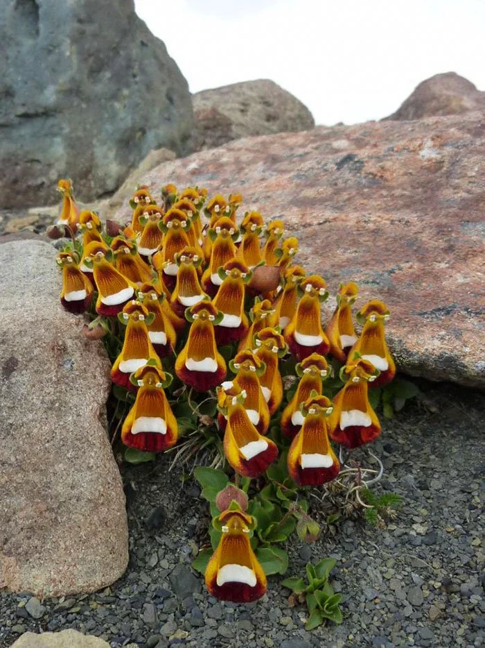 These Wild Flowers Look Like A Flock Of Small Birds Or Baby Chicks