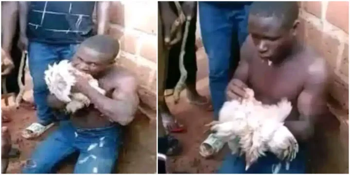 Thief forced to eat raw chicken after allegedly stealing it