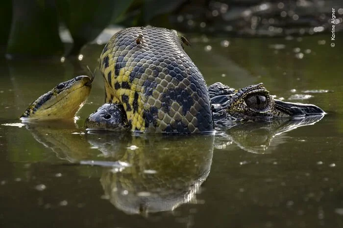 Winner, Behaviour: Amphibians And Reptiles: Wetland Wrestle By Karine Aigner, USA