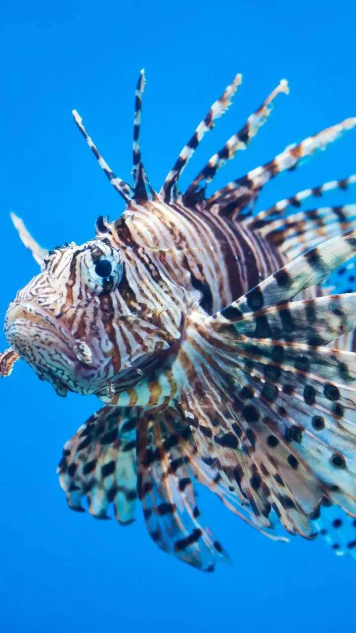 Lionfish