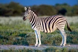 10 animals found only in Africa