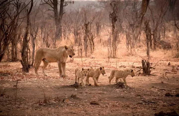 8-year-old boy survives 5 days in the wild amongst lions and other dangerous animals