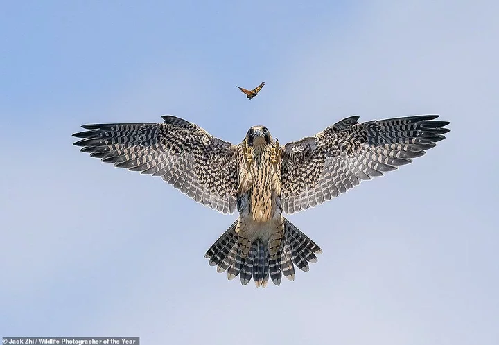 Jack Zhi, a U.S photographer, took this captivating image of a young falcon 'practising its hunting skills' in Los Angeles. It wins the Behaviour: Birds category. NHM says: 'Should this young peregrine falcon make it to adulthood, tests have shown it will be capable of stooping, or dropping down on its prey from above, at speeds of more than 300 kilometres per hour (186 miles per hour)'