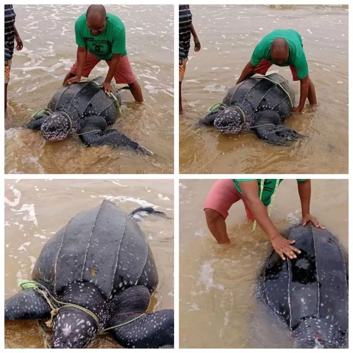 Endangered leatherback sea turtle released back into the ocean after it was caught in Bayelsa fisherman's net