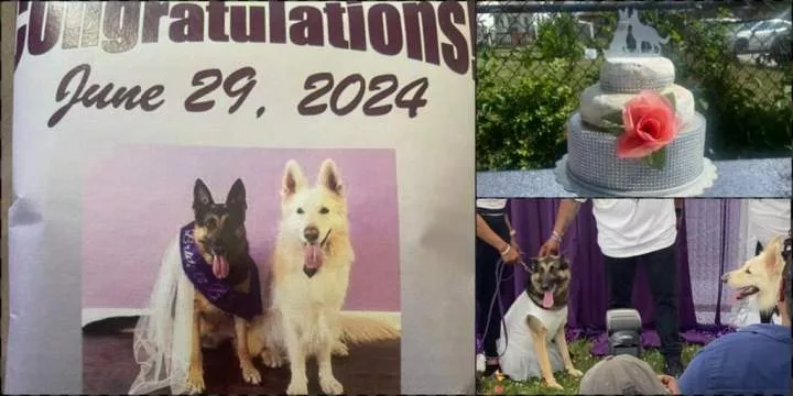 Mixed feelings trail elaborate white wedding of two dogs