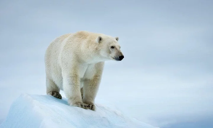 Animals with the strongest bite