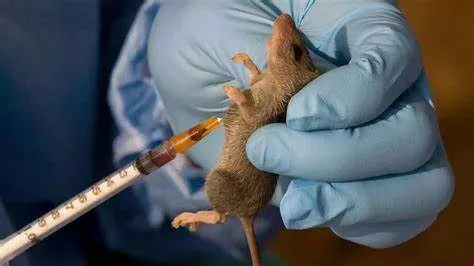 Rivers state government confirms Lassa Fever outbreak
